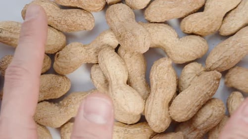Two Male Hands Scoop Up Peanuts in the Shell, Top View, Slow Motion.