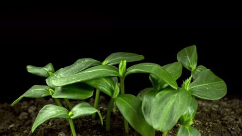 Green Seedlings Growing in Dark Soil