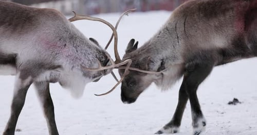 Fighting reindeer, Lapland