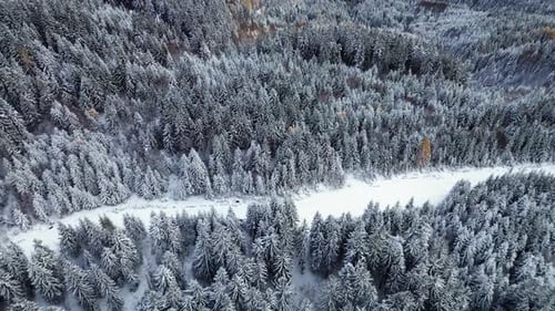 Aerial Shot Winter Forest Snowy Landscape Flying Above Fir Trees Woodland