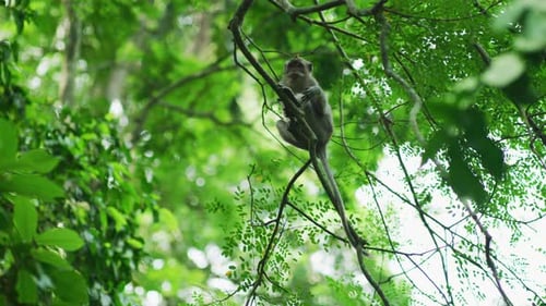 Monkey on a tree branch