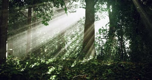 Dramatic Sunlight Illuminating a Tranquil Forest Landscape During Daytime