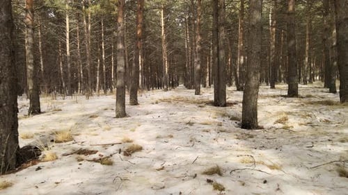 forest nature
