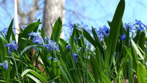 Nahaufnahme der blauen Scillablüte. Erste Frühlingsgefühle.