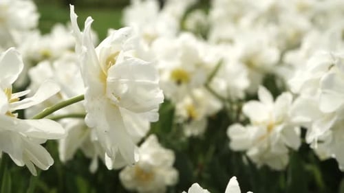 blooming tulips on green grass