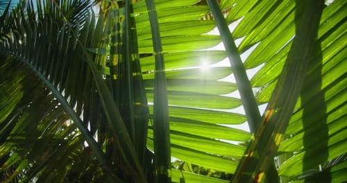 Closeup Sun Shine Through Green Leaves Palm Tree