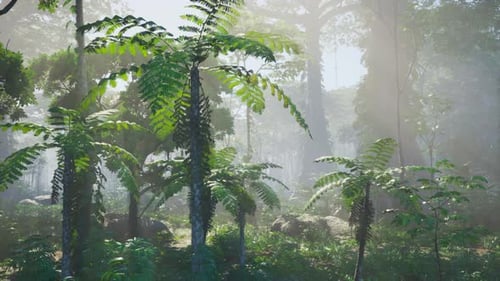 Tropical Jungle Forest in Misty Sunlight