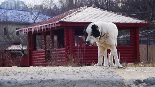 Hungry Homeless Big Dog on the Street in Winter Eats Food Slow Motion