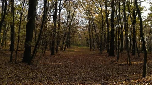 Sunny Day in a Forest in Autumn 22