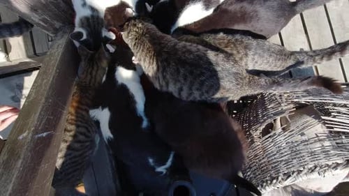 Group of Cats Eating from a Container