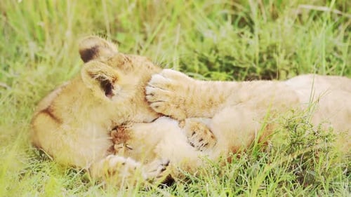 Lion Cubs Playing in Africa, Funny Baby Animals of Cute Young Lions in Grass on African Wildlife Saf