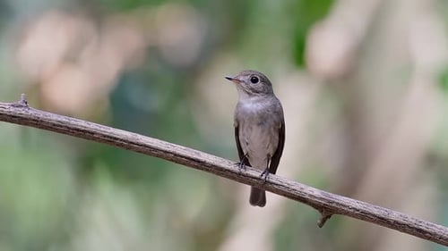 Der Asian Brown Flycatcher ist ein kleiner Sperlingsvogel, der in Japan, Himalaya und Sibirien brütet; migr