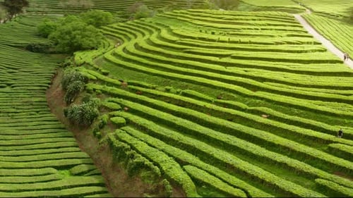 Flying low over green tea plantations. view of picturesque green landscape.