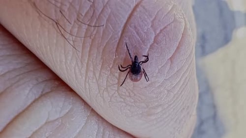 Macro shot of a tick walking on the skin of the hand ready to bite and transmit diseases