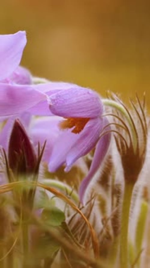 Beautiful Wild Spring Flowers Pulsatilla Patens Flowering Blooming Plant In Family Ranunculaceae