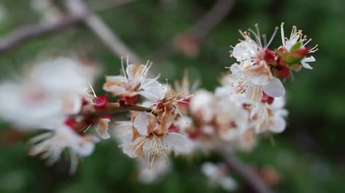 White Flowers Branch Swaying Wind at Korea Spring Park. Spring Flower Blooming