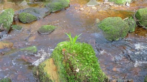Waldlandschaft. Kleiner Bach oder Fluss, der sich langsam durch Felsen schlängelt und Wasserfälle erzeugt
.