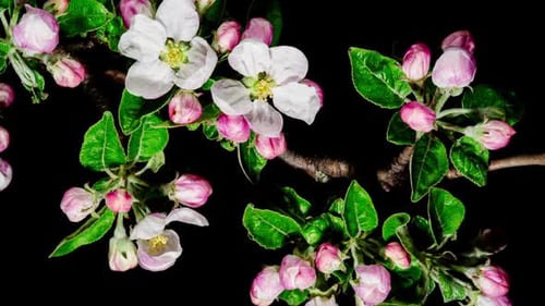 Pink Apple Flowers Blooming in Time Lapse on a Black Background. Spring Tree Blossoms