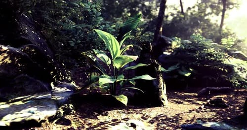 Lush Green Plants Thrive in a Serene Forest Environment During Sunrise