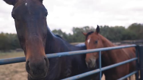 Closeup of Two Horses Near Fence