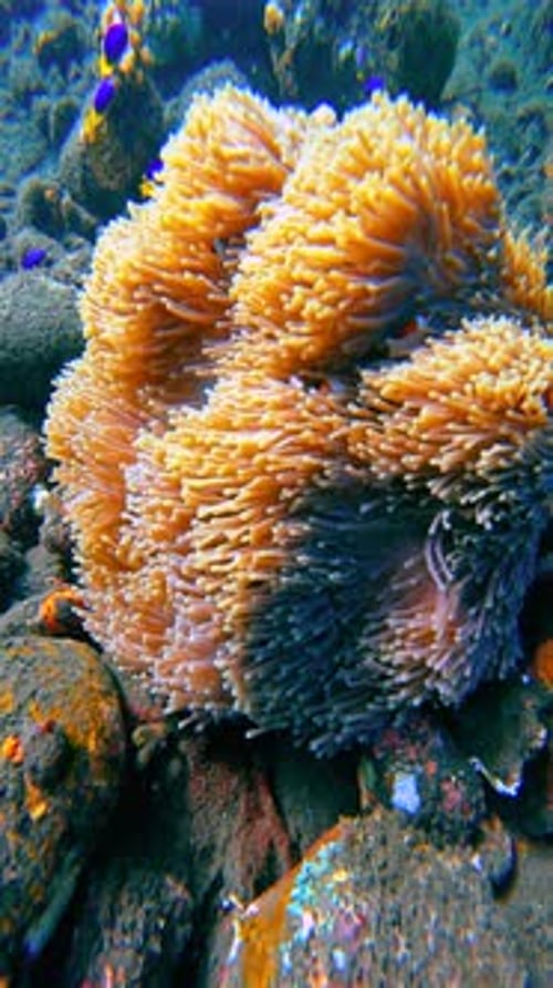 Coral Reef and Underwater Life