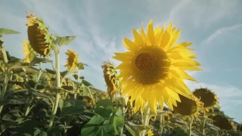 Fleur de tournesol jaune vif