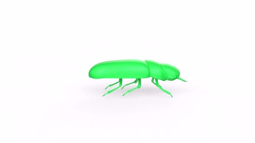 Cockroach 3d animal rotating loop
