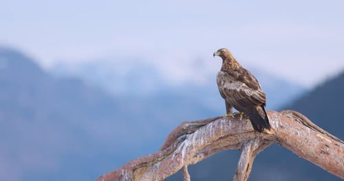 Golden Eagle Perched in a Winter Landscape Over the Fjords of Telemark Norway