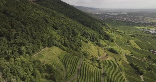 Aerial view of vineyards and mountain, Germany.