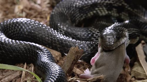 Schwarze Rattenschlange frisst ihre Beute auf dem Waldboden - Nahaufnahme