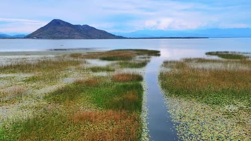 Weeds and water lilies grow in the river. A bare rock over the waterscape at backdrop.