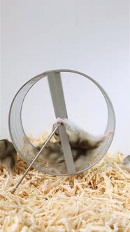 Dwarf Hamsters Running on Hamster Wheel Indoors