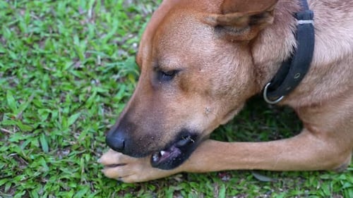 A brown dog laying on top of a lush green field