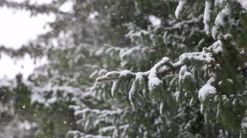 Windy Snow Storm with Large Flakes landing on an Evergreen Tree