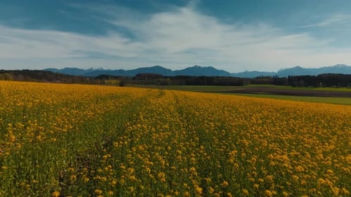 Yellow flower field. Rural Bavaria near Lake Chiemsee with alps mountains, forest and nature. Aerial
