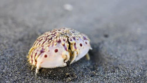 colorful crab on a sandy beach in Florida on the ocean