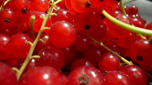 Close Up of Fresh Red Currants on Stalks