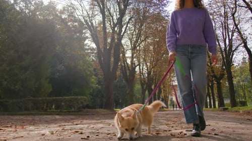 Happy Purebred Pembroke Welsh Corgi on Leash Walk with Girl Handler in Autumn Park Unrecognizable