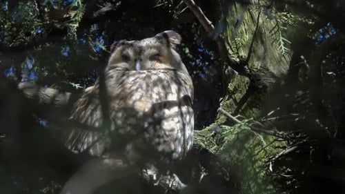 Waldohreule auf einem Kiefernbaum