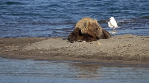 Brown Bear Resting Peacefully on Sandy Beach