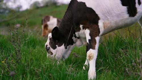 White and black cow eating green grass. Young cow grazing on a pasture in the countryside.