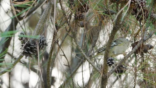 Small Bird Perched in a Pine Tree