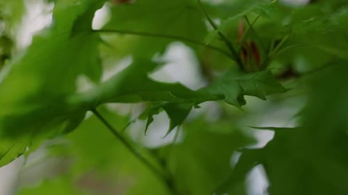 Friedliche grüne Blätter, die sich im Frühlingswind wiegen