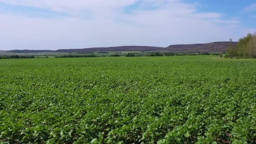 Um campo de jovens girassóis filmado a partir de um Drone