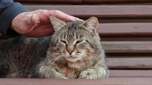 Owner fondling pet. Man petting striped cat outdoors, stroking a tabby cat