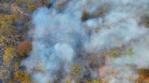 Aerial drone view of wildfire smoke rising through forest canopy.