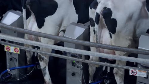 Cows in the dairy farm