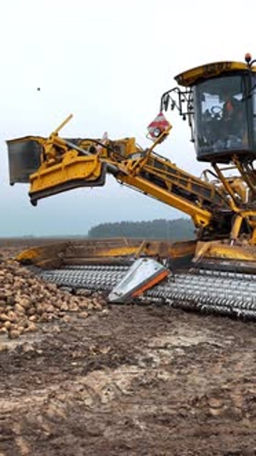 Yellow Beet Harvester Unloading a Large Pile of Harvested Sugar Beets in a Muddy Field Modern