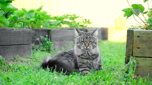 Graceful Cat Walking on Green Grass Meadow Funny Little Cat Outdoors Beautiful Tabby Striped Feline