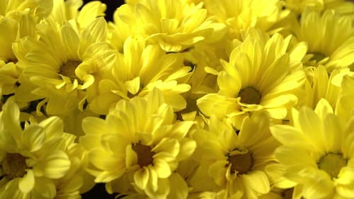 Close Up of Bright Yellow Flowers Blooming